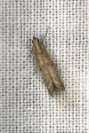 Phycitodes