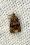 Orthotaenia undulana