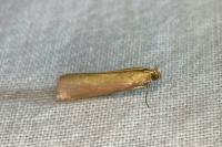 Oncocera semirubella