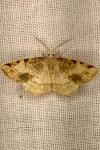 Stegania trimaculata