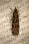 Nomophila noctuella
