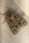 Acronicta auricoma