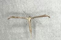 Emmelina monodactyla