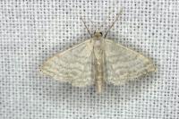 Idaea subsericeata