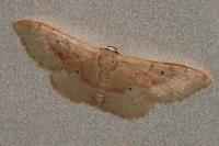 Idaea degeneraria
