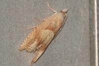 Eucosma conterminana