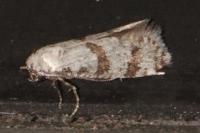 Scythropia crataegella