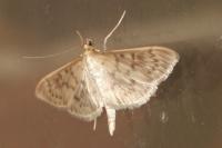 Patania ruralis