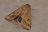 Helicoverpa armigera