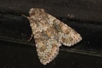 Hecatera dysodea