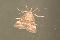 Pyrausta despicata