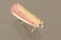 Oncocera semirubella