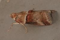 Acrobasis tumidana