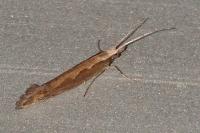 Plutella xylostella