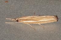 Agriphila tristella