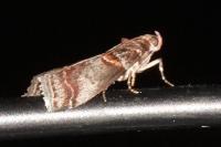 Acrobasis advenella
