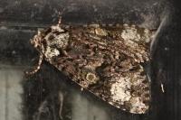 Craniophora ligustri