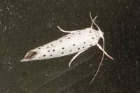 Yponomeuta