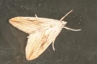 Evergestis forficalis