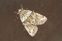 Cryphia algae