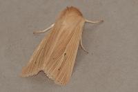 Mythimna pallens