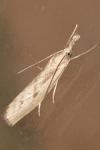 Agriphila inquinatella