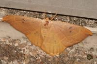Watsonalla binaria