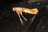 Caloptilia alchimiella/robustella