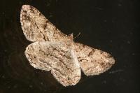 Peribatodes rhomboidaria