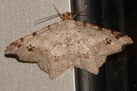 Macaria alternata