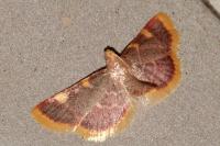 Hypsopygia costalis
