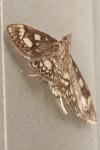 Anania coronata