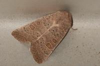 Hoplodrina ambigua