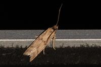 Homoeosoma sinuella