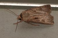 Agrotis exclamationis