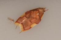 Carcina quercana