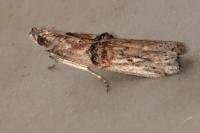 Nephopterix angustella
