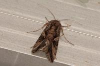Autographa gamma