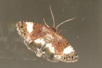 Tyta luctuosa