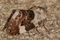 Acontia lucida
