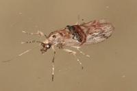 Nephopterix angustella