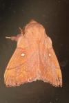 Odonestis pruni