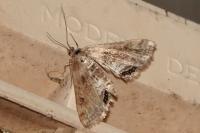 Cataclysta lemnata