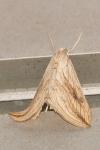 Evergestis forficalis