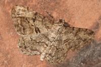 Peribatodes rhomboidaria
