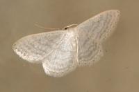 Idaea subsericeata