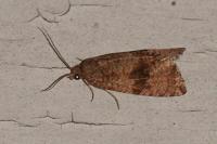 Celypha striana