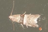 Elegia atrifasciella