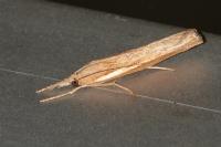 Agriphila tristella