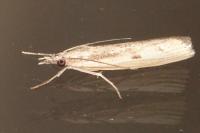 Agriphila inquinatella